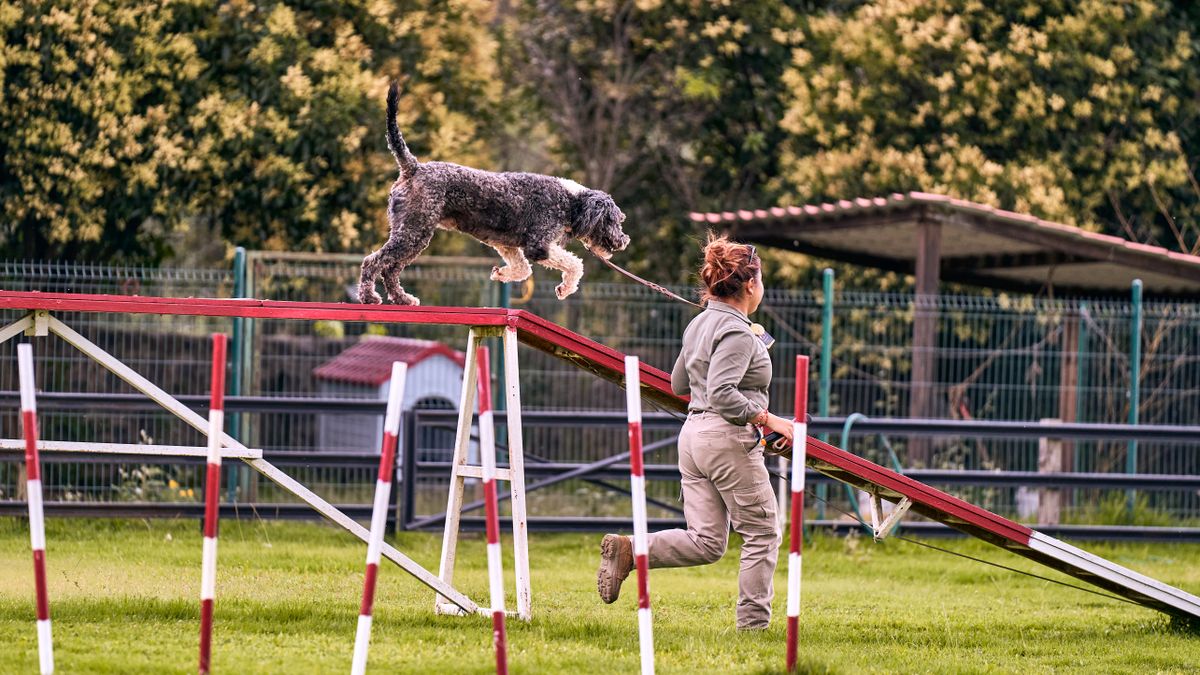 Pes med agility vajo